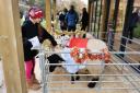 Two of the sheep dressed up as the wise men