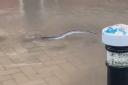 An eel was spotted swimming in the town centre of Hastings due to widespread flooding