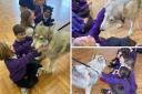 Pupils even got to stroke the wolves