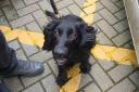 PD Rhodi helped to take 600 grams of cocaine off the streets