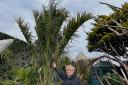 Geoff with the trimmed jelly palm