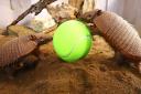 The animals at Drusillas Zoo Park had a go at tennis themed games