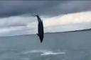 Dolphins jumping from sea off Brighton coast
