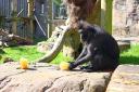 A macaque called Lintang enjoying an ice lolly