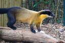 The zoo has welcomed Niko and Sasha the yellow-throated martens