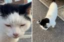 A 'beloved' cat is believed to have been stolen in Eastbourne