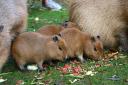 The capybara triplets