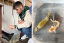 Gio Reale helped to raise a cat shark at his workplace