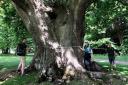People are being asked to volunteer to help identify ancient trees in Sussex