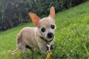 Little Louis the chihuahua needs a new home