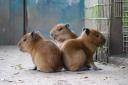 The capybara triplets