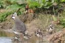 The five-year-old bird raised four of her own young at Pulborough Brooks
