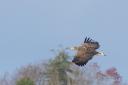 White tailed eagle over Pulborough
