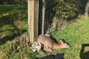 A deer was rescued from a garden in East Grinstead using a car jack