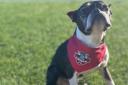 Pooches are invited to the game at The Dripping Pan