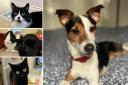 Could you give any of these Brighton RSPCA pets a home?