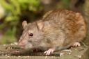 Rats carry many diseases and can be harmful for both humans and dogs
