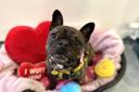 Belle is looking for a forever home in time for Valentine's Day
