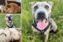 Could you give any of these Sussex pets a home?