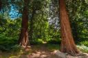 Two giant sequoia redwoods, the world's largest trees, at Wakehurst Garden near Haywards Heath
