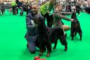 Ben Thorpe won the Gordon setter category with Finlay