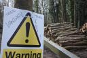 The council has been branded 'tree vandals' for clearance work in Withdean Woods, Brighton