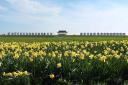Daffodils on Goring Green