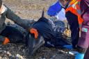People tried to save a stranded dolphin on Pagham beach