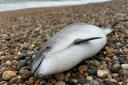 A washed up porpoise on a beach in Sussex