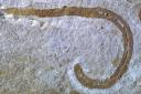 Prehistoric worm Radnorscolex latus (Richie Howard & Luke Parry)