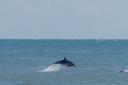 A conservation group has reported an increase in dolphin sightings