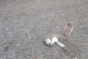 A dead squirrel found in Brighton Pavilion Gardens