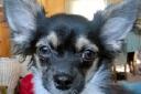 Tobias, the Chihuahua missing from Chichester