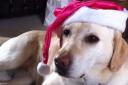 Gemma the golden labrador dressed as Santa and ready to deliver presents