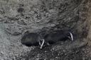 Badgers saved from pit hole