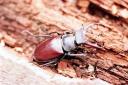 PROTECTED SPECIES: The stag beetle