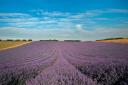 Lavender fields at Lordington Farm near Chichester