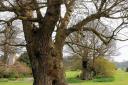 Growing strong – elm frees living to tell the tale
