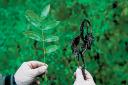 Leaves damaged by ash dieback – picture by David Bole of Sussex Wildlife Trust