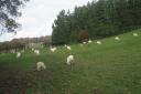 South Down sheep graze on their home turf