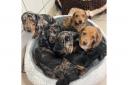 Dachshund puppies to celebrate first Christmas in forever homes