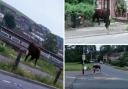 The cow walked aimlessly around Bevendean on Thursday