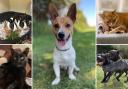 Animals from the RSPCA Sussex, Brighton and East Grinstead branch who are looking for new homes (RSPCA)