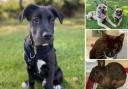 There are a number of animals from the RSPCA in Brighton that are looking to be adopted (RSPCA)