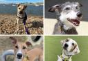 Dogs Trust has four dogs up for adoption in Shoreham.