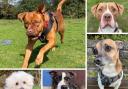 ADOPT ME: These five dogs at RSPCA Sussex, Brighton & East Grinstead are looking for their forever homes.