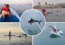 A number of sightings were reported to Sussex Dolphin Project, an organisation that monitors and researches dolphins in our waters