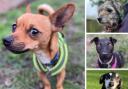 These four are being looked after by the RSPCA Sussex Brighton and East Grinstead Branch. Picture: RSPCA