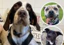 Jack, Rupert and Martha are all looking for forever homes. Picture: RSPCA Sussex, Brighton & East Grinstead