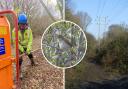 Tree surgeons worked to save the habitat of endangered nightingales in Barcombe